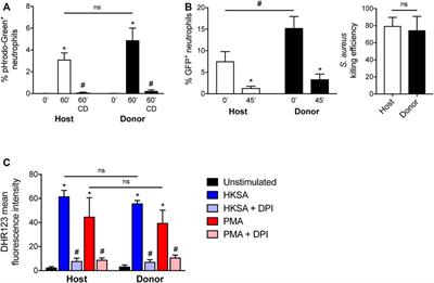 Engraftment, Fate, and Function of HoxB8-Conditional Neutrophil Progenitors in the Unconditioned Murine Host